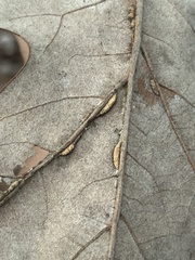 Macrodiplosis qoruca