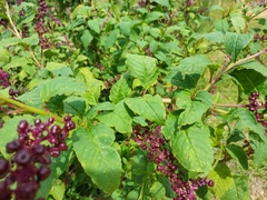 Phytolacca thyrsiflora