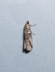 Acrobasis obliqua