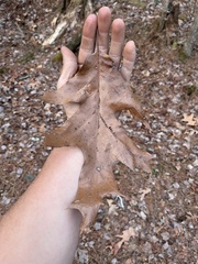 Macrodiplosis qoruca