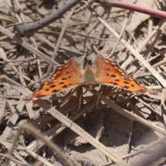 Polygonia faunus