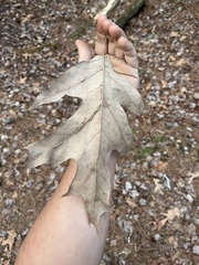 Macrodiplosis qoruca