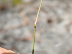Eremochloa bimaculata