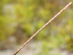 Eremochloa bimaculata