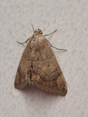 Achaea