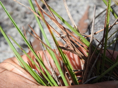 Eremochloa bimaculata