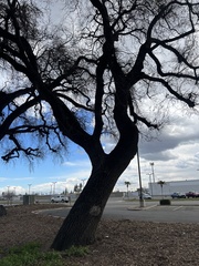 Quercus lobata