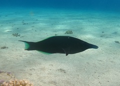 Gomphosus klunzingeri