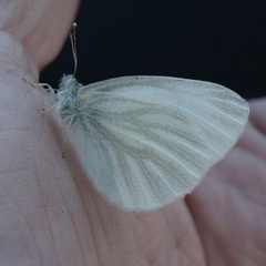 Pieris virginiensis