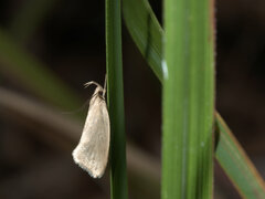 Oecophorinae