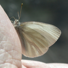 Pieris virginiensis