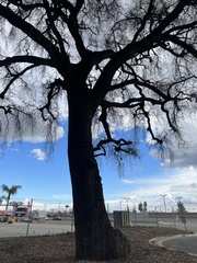 Quercus lobata