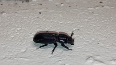 Aulacocyclus