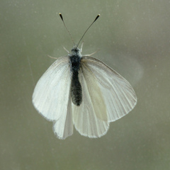 Pieris virginiensis