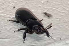 Aulacocyclus