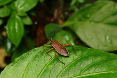 Nyttum beckeri