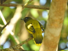 Brachypodius fuscoflavescens