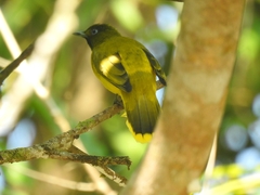 Brachypodius fuscoflavescens