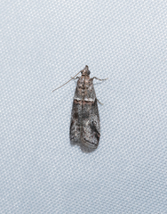 Acrobasis obliqua