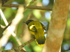 Brachypodius fuscoflavescens