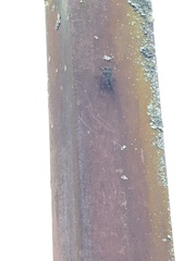 Amphipsalta zelandica