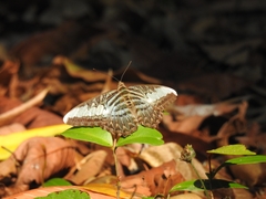 Parthenos sylvia roepstorfii