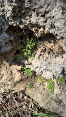 Parietaria pensylvanica