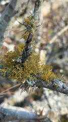 Tillandsia recurvata