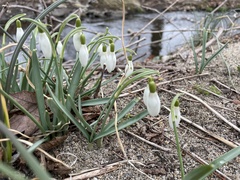 Galanthus nivalis