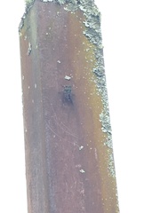 Amphipsalta zelandica