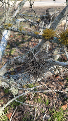 Tillandsia recurvata
