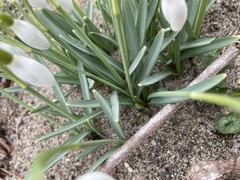 Galanthus nivalis