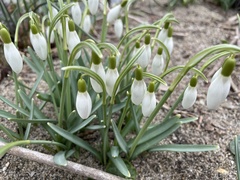 Galanthus nivalis