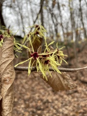 Hamamelis