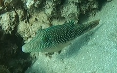 Canthigaster margaritata