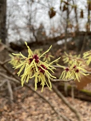 Hamamelis