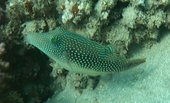 Canthigaster margaritata
