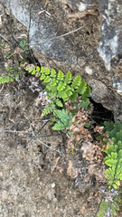 Myriopteris alabamensis