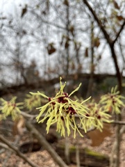 Hamamelis