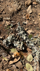 Parmotrema hypotropum