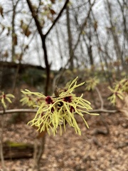 Hamamelis
