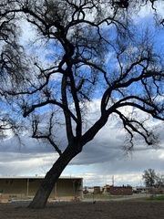 Quercus lobata