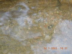 Thermonectus marmoratus