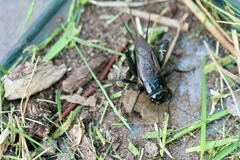 Teleogryllus commodus
