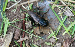 Teleogryllus commodus