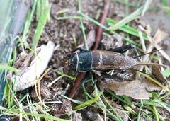 Teleogryllus commodus
