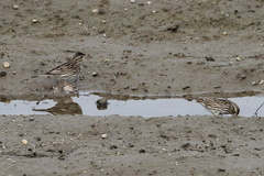 Passerculus sandwichensis