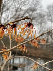 Hamamelis vernalis