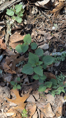 Urtica chamaedryoides