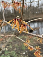 Hamamelis vernalis